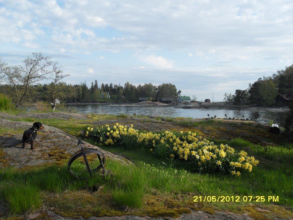 Vårblommor på stranden i maj